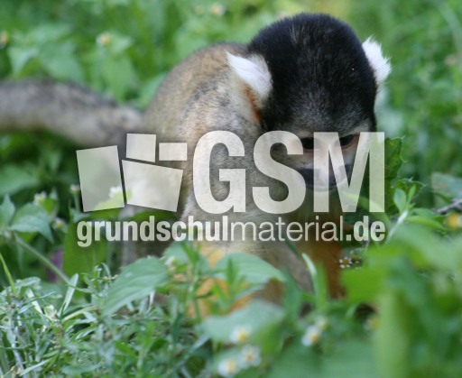 Totenkopfäffchen-160.jpg